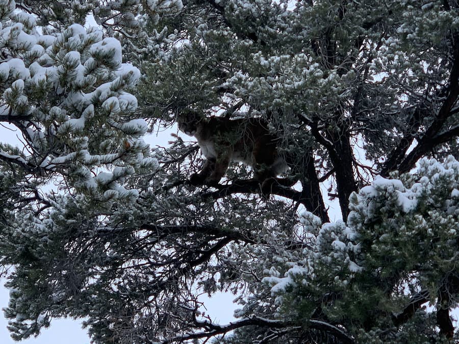 Northern Nevada Outfitters