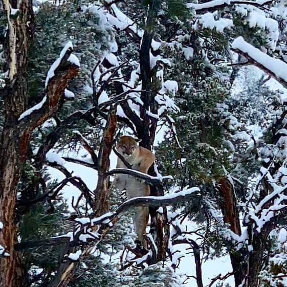 Northern Nevada Outfitters