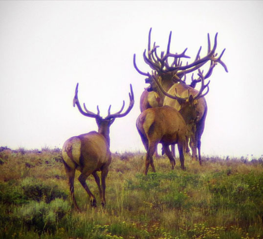 Elk