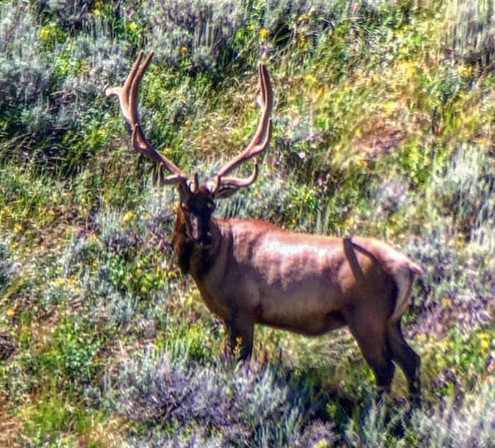 Northern Nevada Outfitters